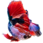 Fish Food Fish Food