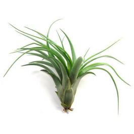 Microgarden Air Plant - Tillandsia Multiflora, 12 cm
