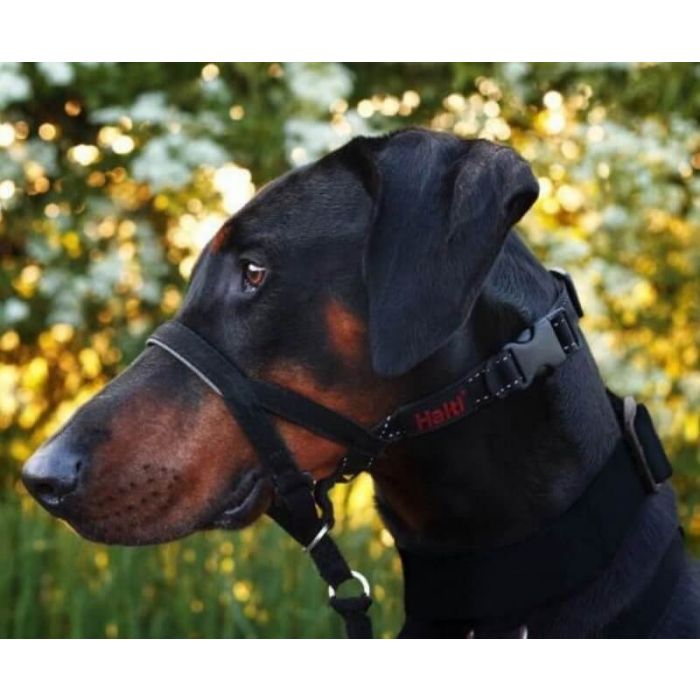 Padded halti head collar store