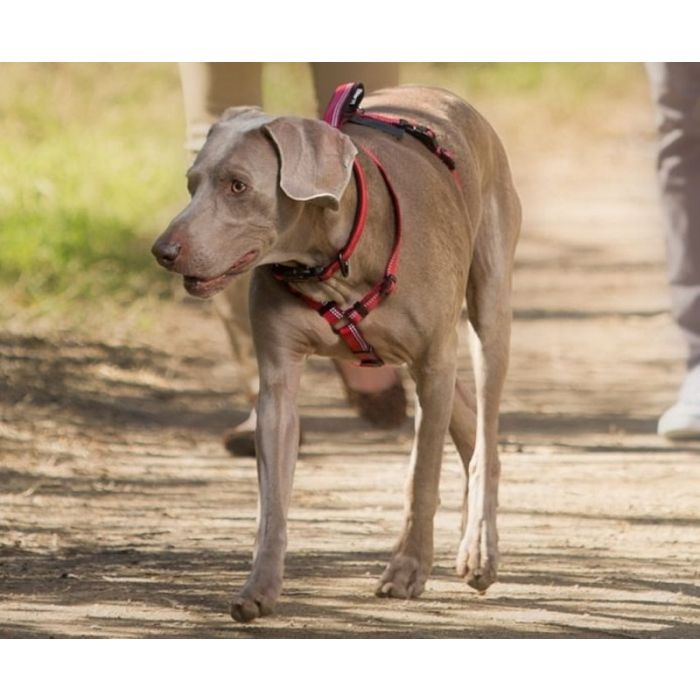 Company of Animals Halti Walking Dog Harness Small Purple