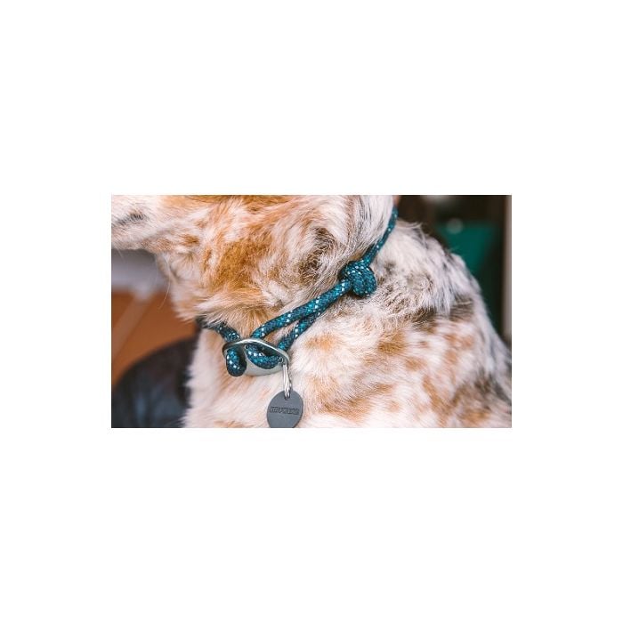 Knot dog collar shop