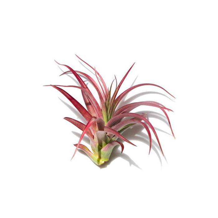 Microgarden Air Plant - Tillandsia Multiflora, 12 cm